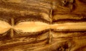 Imbuya