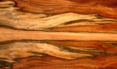 Indischer Apfel Tineo