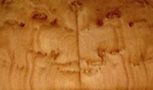 Platane Maser