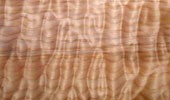 Ahorn Muschel Quilted Maple