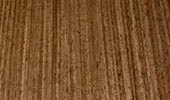 Wenge