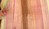 Zwetschge Pflaume