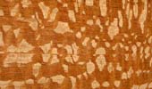 Lacewood Perlholz