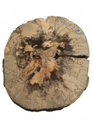 Gestockte Buche Holz runde Baumscheibe 38-44cm x 73-75mm 
