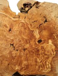 Oliven Wurzelholz Maser Epoxid Holz Drechseln 45x26-27cm x 58-63mm 