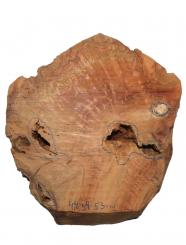 Thuja Wurzelholz Thuya Maser Drechseln 44x39cm x 53mm 