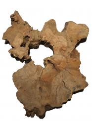 Oliven Wurzelholz Baumscheibe Olivenbaum 60x60cm x 52-54mm 
