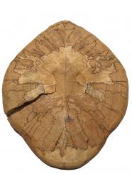 1x Gestockte Buche Holz Buchenholz 36x31cm x 37-38mm 