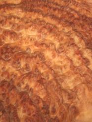 Kampher Wurzelholz Furnier Kampfer 43x37-39cm 2 Blätter 