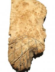 1x Pappel Maser Abschnitt gestockt Epoxid Holz 77x11-27cm x 65mm max 