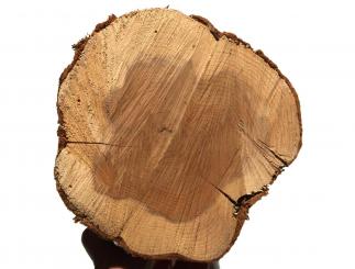 1x Eibenholz Stamm drechseln für Kleinteile 62x14-17cm 