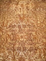 Golden Madrona Maser Furnier dünn mit Papier GM1 250x62/63cm 