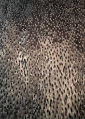 Vogelaugen Furnier gemuschelt schwarz SaRaiFo 250x64cm 