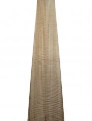 Eukalyptus Funier Riegel curly fiamato 2Z 150x12,5/13,5cm 2 Blätter 