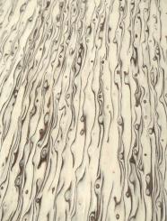 Maserbirke Holz Birke Maser SaRaiFo 125x21,5cm x 25mm 