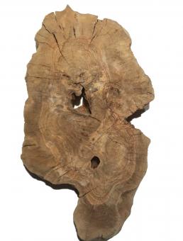 Oliven runde Baumscheiben Wurzelholz 51x27cm x 51-53mm 