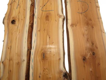 1x Eibe Maser Holz Eibenholz wild Burl 100x16-19cm x 26mm  #1 