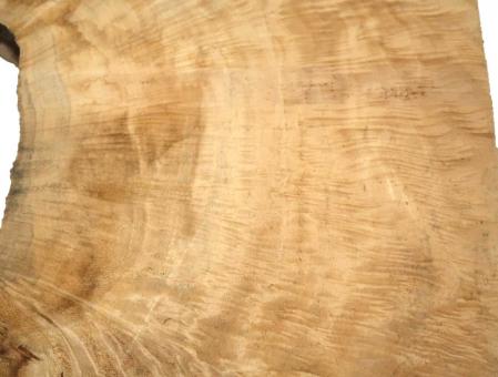 1x Pappel Maser Mapa Baumscheibe 76x43-53cm x 53-55mm 
