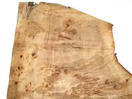 1x Pappel Maser Mapa Baumscheibe 94x56-70cm x 58-61mm 