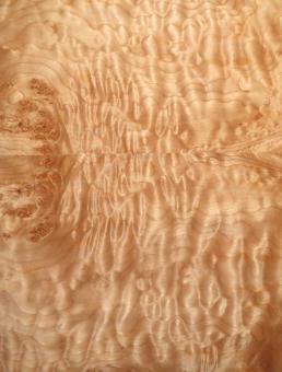 Muschel Ahorn Furnier Quilted Maple 75x26-30cm 2 Blätter 