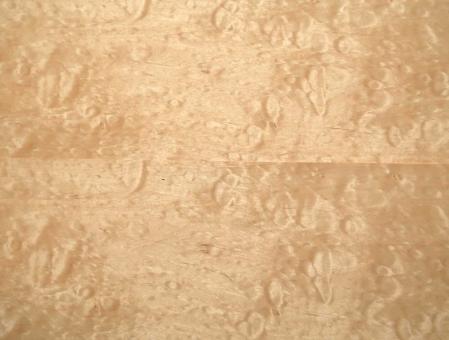 Muschel Ahorn Furnier Quilted Maple 192x15cm 1 Blatt 