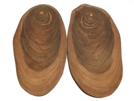 2x Teak wilde Baumscheibe Teakholz 30x17cm x 19mm #M8 