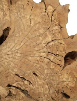 1x Oliven Wurzelholz Olivenbaum Maser Holz 50x48cm x 59mm 