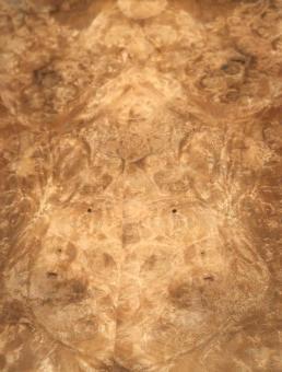 Nussbaum Wurzelholz Furnier Maser 38x14-16cm 7 Blätter 