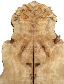 2x Pappel Maser Wurzelholz 76x12-23cm x 33mm #R1 