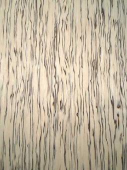 Birke gemasert Furnier SaRaiFo burr Maserbirke FEIN 250x64cm S 