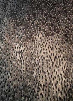 Vogelaugen Furnier gemuschelt schwarz SaRaiFo 250x64cm 