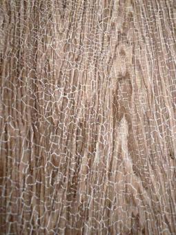 Vintage Snake Shou Sugi Ban Furnier Snakewood Schlangenholz 200x29cm 