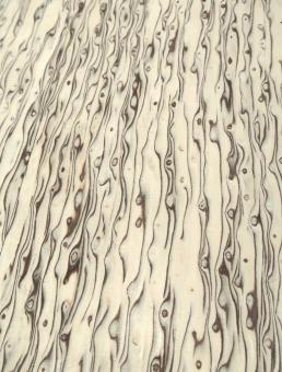 Maserbirke Holz Birke Maser SaRaiFo 62x21,5cm x 54-55mm 
