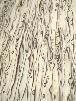 Maserbirke Holz Birke Maser Brett SaRaiFo 62x21,5cm x 50mm 