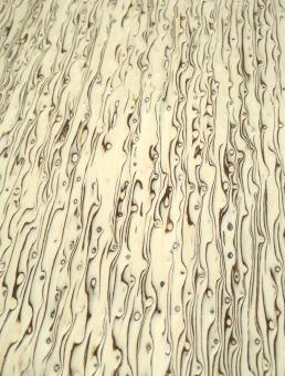 Maserbirke Furnier Birke Maser SaRaiFo burl wild 250x31-32cm 