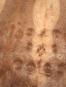 morepic-1