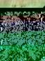 morepic-1