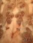 morepic-4